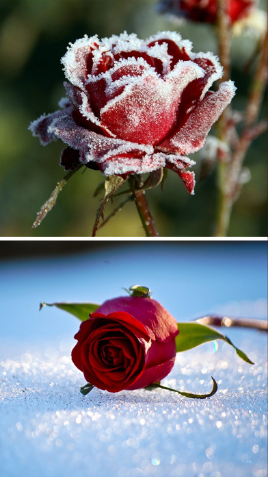 App Shopper Winter Flowers Wallpapers For This Christmas Fest