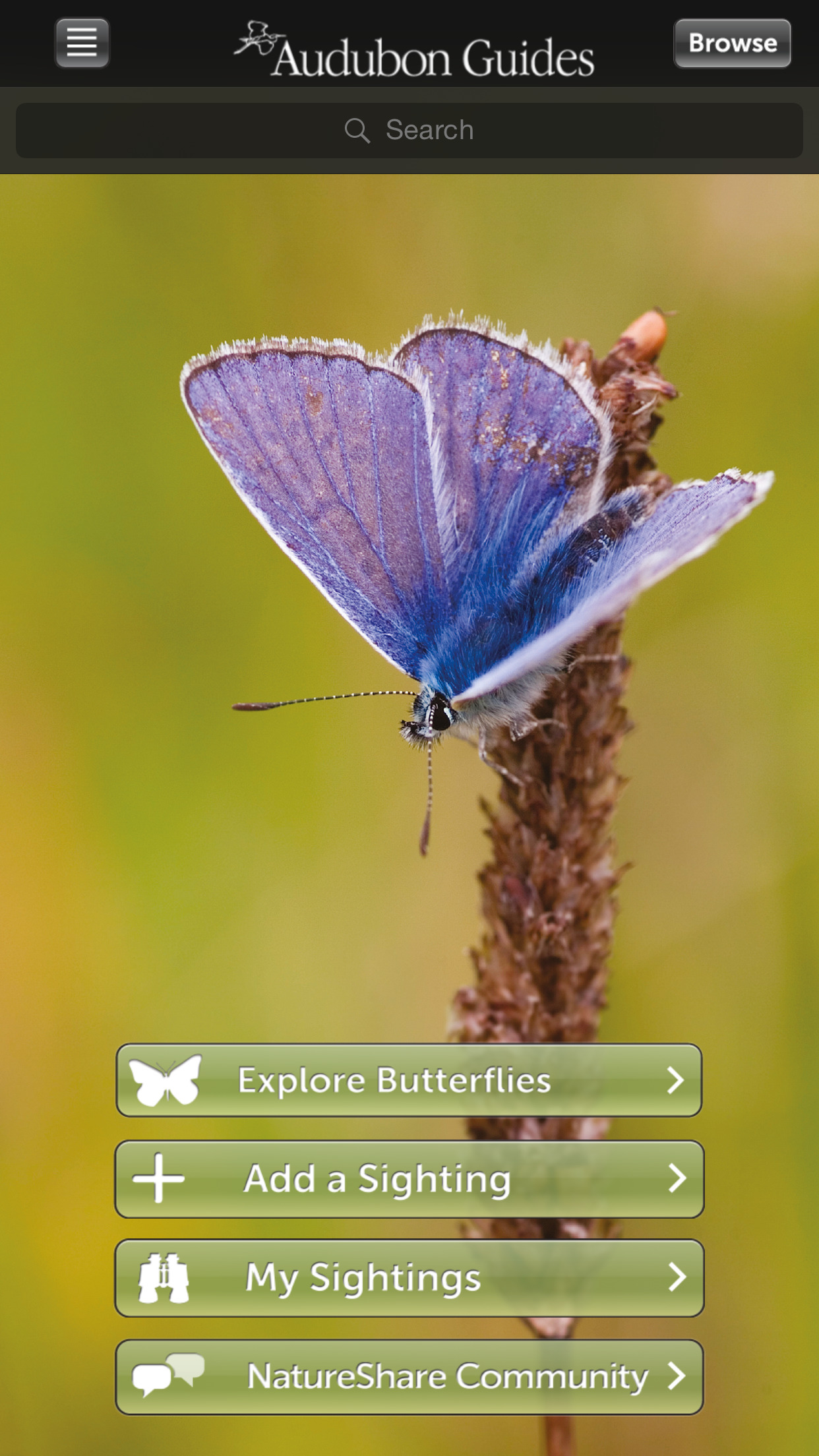 Audubon Butterflies - A Field Guide to North American Butterflies